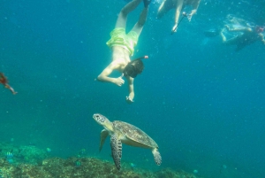 Fra Abu Dhabi: Snorkling med skildpadder i Fujairah med BBQ