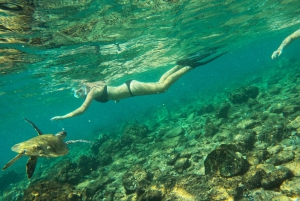 Fra Abu Dhabi: Snorkling med skildpadder i Fujairah med BBQ