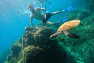 Fra Abu Dhabi: Snorkling med skildpadder i Fujairah med BBQ