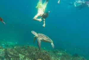 Fra Abu Dhabi: Snorkling med skildpadder i Fujairah med BBQ