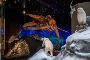 Abu Dhabin luonnontieteellisen museon pääsylippu