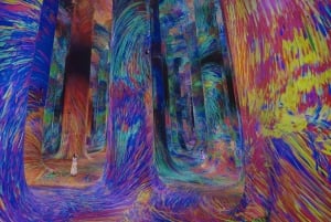 Billetter til teamLab Phenomena Abu Dhabi med valgfri transport