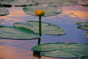 Virpazar: Historical & Nature Boat Adventure on Lake Skadar