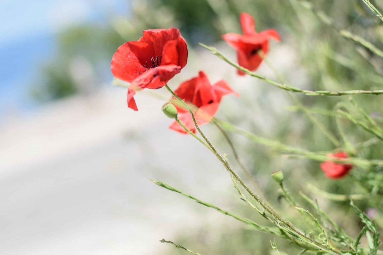 Albanian järvialue Ohridista ja Strugasta.