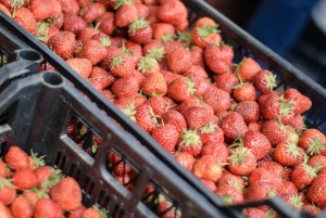 Albanian järvialue Ohridista ja Strugasta.