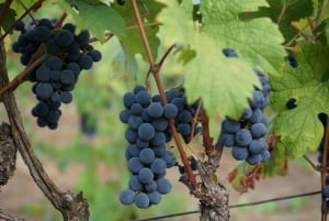 Berat: Car Tour to Roshnik Village with Wine Tasting