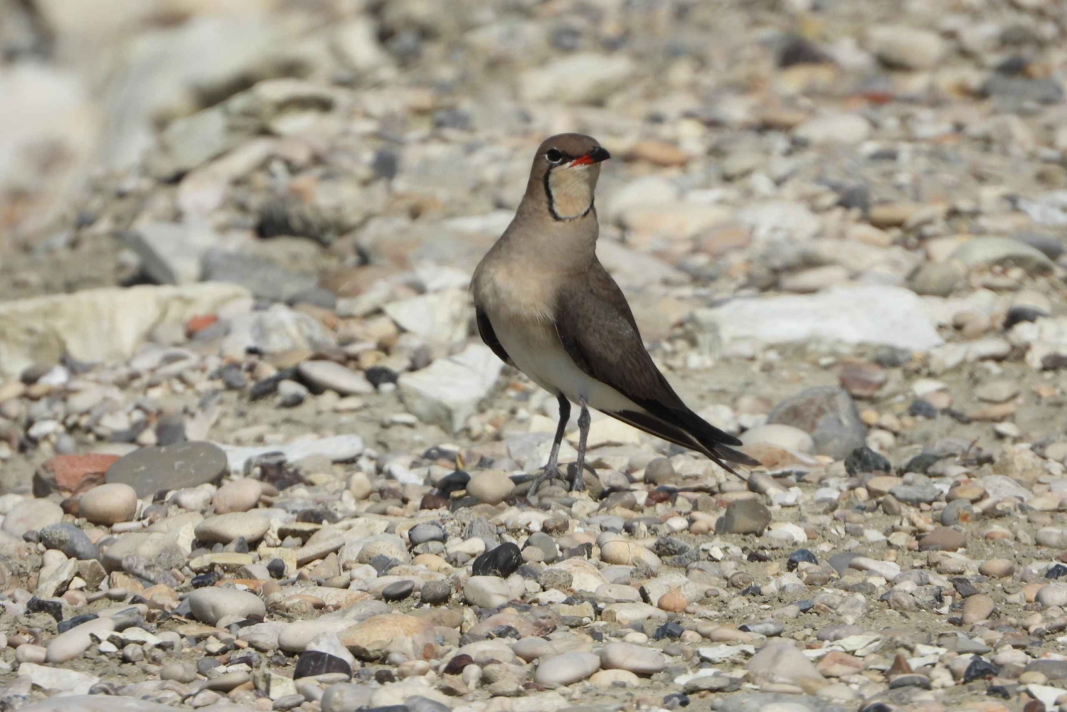 Vogelbeobachtung in Albanien – Erkunde den Shkodra-See & Velipoja