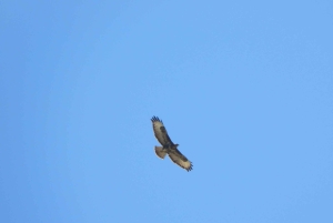 Vogelbeobachtung in Albanien – Erkunde den Shkodra-See & Velipoja