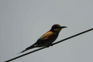 Vogelbeobachtung in Albanien – Erkunde den Shkodra-See & Velipoja