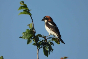 Vogelbeobachtung in Albanien – Erkunde den Shkodra-See & Velipoja