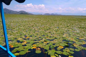 Kotor : Parc national du lac Skadar avec dégustation de vin
