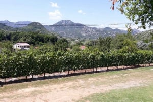 Cattaro: Parco Nazionale del Lago di Scutari con degustazione di vini