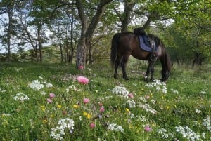 Countryside Horseback Ride in Gjinofshat