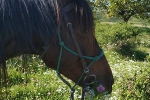Countryside Horseback Ride in Gjinofshat