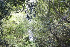 DURRES 90分：カームでのバンカー見学付き4x4サファリツアー