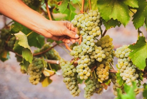 Durrës: Sunset Vineyard Tour with Wine Tasting