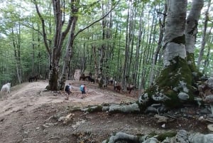 Exclusive Private Tour to Theth: Waterfall and the Blue Eye