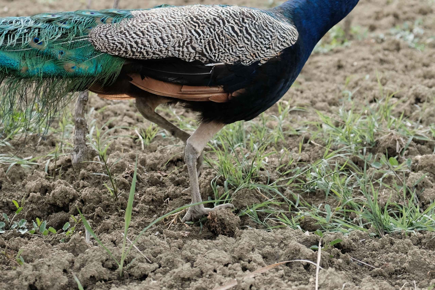 アルバニアのワインを体験してください。ドゥラス発の毎日ツアーをご用意しております。