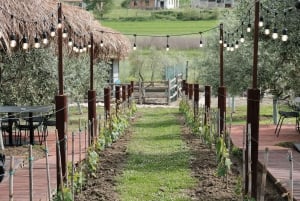 Experience Albanian Wine, daily tours from Durres