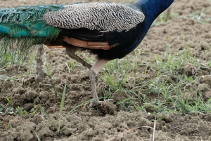 アルバニアのワインを体験してください。ドゥラス発の毎日ツアーをご用意しております。