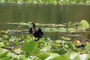 Från Bar: Land- och båttur i Skadarsjön