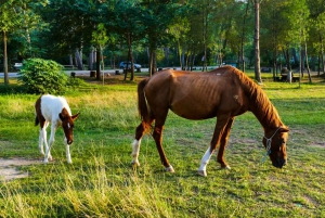 From Durrës: Karavasta Lagoon Birdwatching & Watch Tower