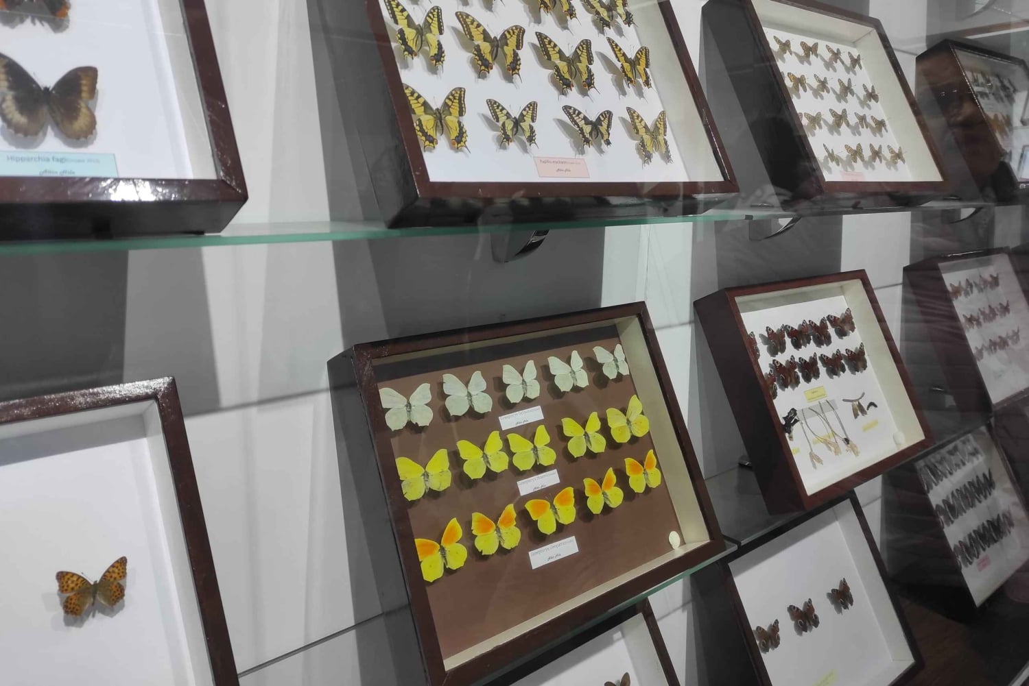 Au départ de Durrës : excursion d'une journée au parc national de Divjakë-Karavasta