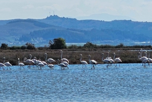 Depuis Durrës : Excursion d'une journée au parc national de Divjakë-Karavasta