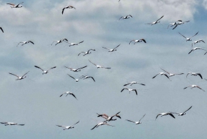 Depuis Durrës : Excursion d'une journée au parc national de Divjakë-Karavasta