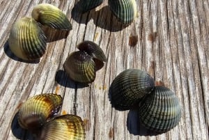 Depuis Durrës : Excursion d'une journée au parc national de Divjakë-Karavasta