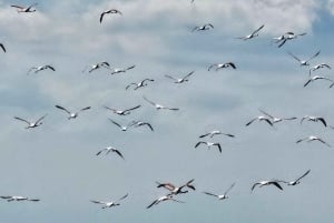 Au départ de Durrës : excursion d'une journée au parc national de Divjakë-Karavasta