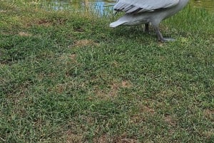 Au départ de Durrës : excursion d'une journée au parc national de Divjakë-Karavasta