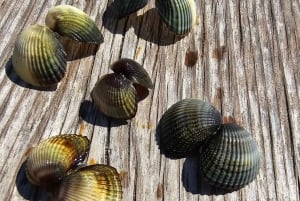 Au départ de Durrës : excursion d'une journée au parc national de Divjakë-Karavasta