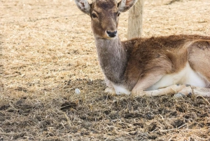 From Durres: Farmland, Vineyard & Wine Tasting Tour
