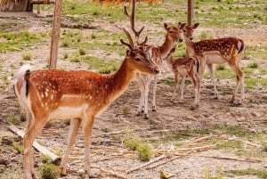 From Durres: Farmland, Vineyard & Wine Tasting Tour