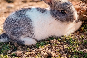 From Durres: Farmland, Vineyard & Wine Tasting Tour