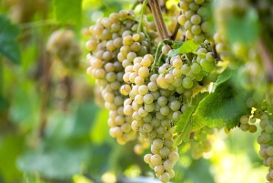 From Durres: Farmland, Vineyard & Wine Tasting Tour