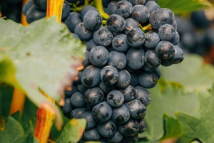 From Durres: Farmland, Vineyard & Wine Tasting Tour