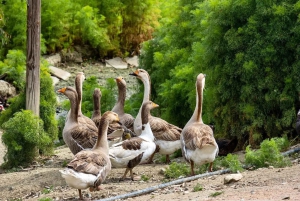 From Durres: Farmland, Vineyard & Wine Tasting Tour