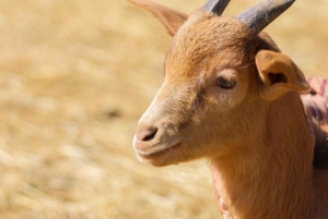 From Durres: Farmland, Vineyard & Wine Tasting Tour