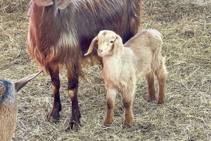 From Durres: Farmland, Vineyard & Wine Tasting Tour