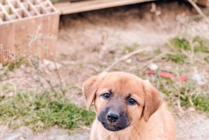 From Durres: Farmland, Vineyard & Wine Tasting Tour