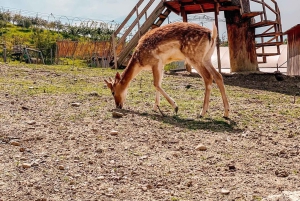 From Durres: Farmland, Vineyard & Wine Tasting Tour