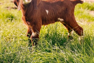 From Durres: Farmland, Vineyard & Wine Tasting Tour