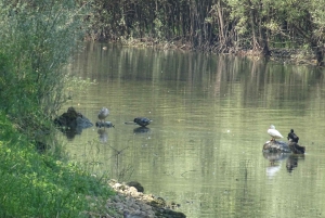 Z Podgoricy: Rijeka, Crnojevica i Cetinje - historia i przyroda