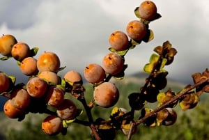 Z Sarandy: 1-dniowa wycieczka do Delviny z degustacją win