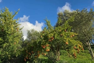 Z Sarandy: 1-dniowa wycieczka do Delviny z degustacją win