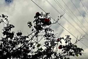 Z Sarandy: 1-dniowa wycieczka do Delviny z degustacją win