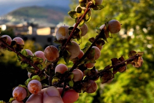 Delvina: gita di 1 giorno con degustazione di vini da Saranda