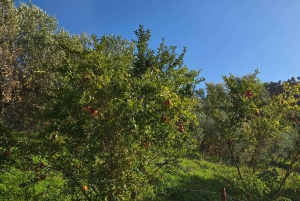 Delvina: gita di 1 giorno con degustazione di vini da Saranda